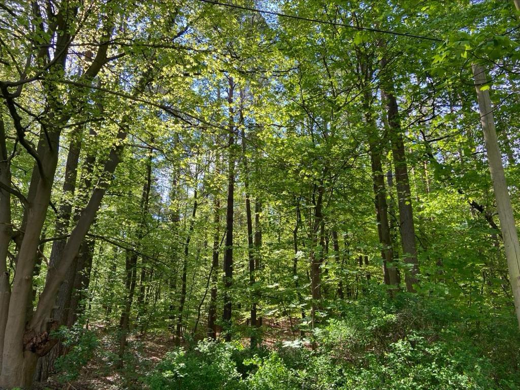 Waldwerk Wurlgrund Lychen Aparthotel Eksteriør bilde